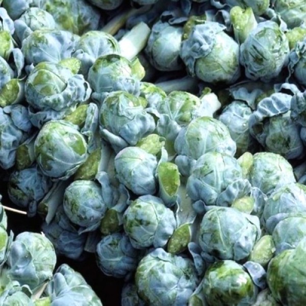 Omaxe Brussels Sprout Long Island (100 seeds)